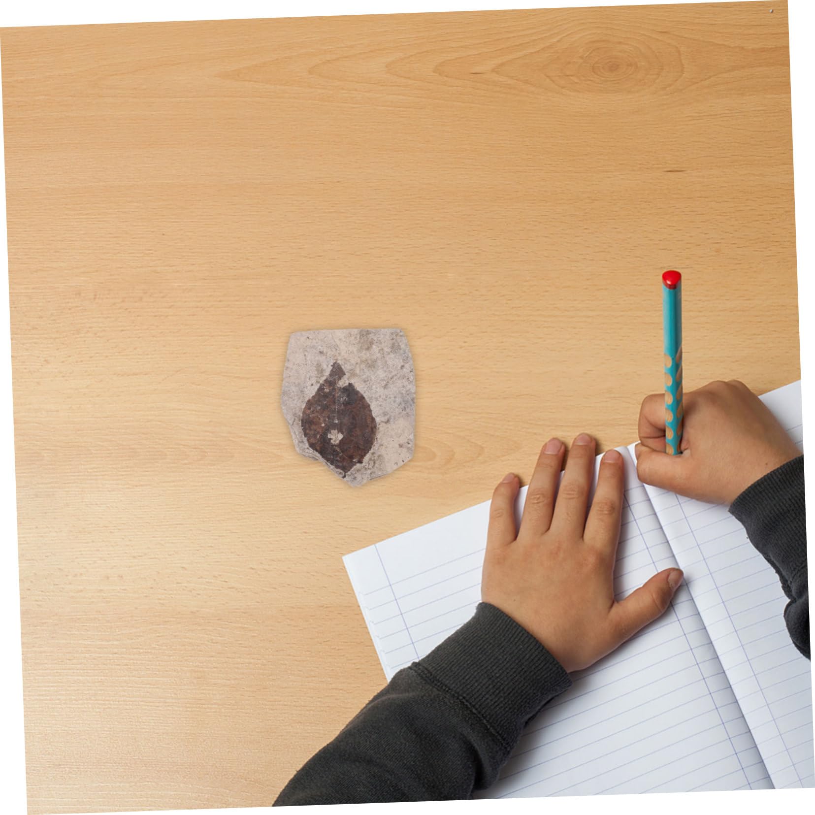 Gogogmee Natural Fossilized Leaf Collection Specimen for Education and Decor Unique Polished Plants Random Style for Personal Appreciation and Science Teaching