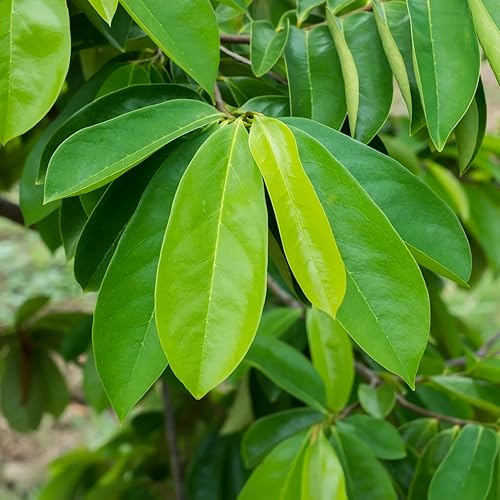 Miniatura 6 de Hojas secas de guanábana graviola en polvo para té, bebidas y licuados, 4 onzas (3.99 oz) Hojas de guanabana recién cosechadas para máxima potencia,