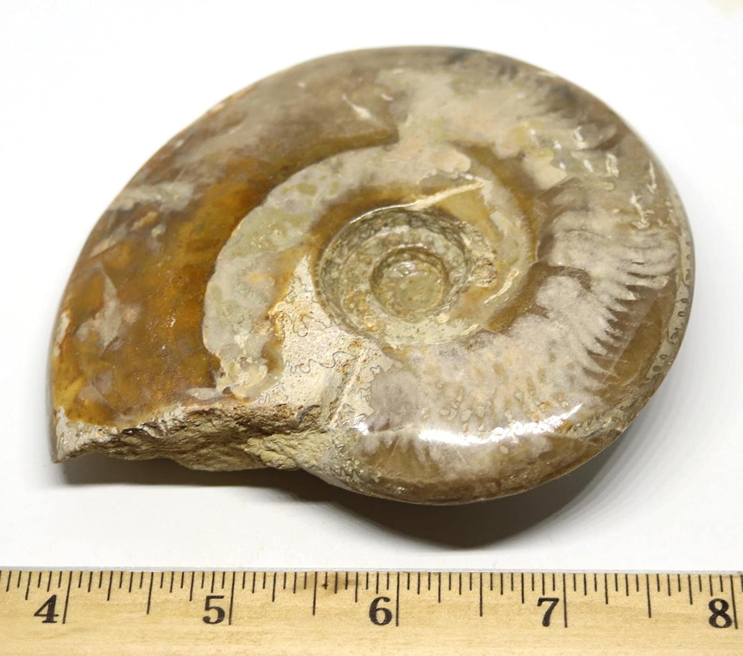 Ammonite Fossil Jurassic 160 MYO Great Britain #16628 9o