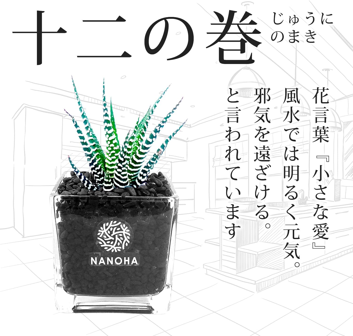 Amazon Co Jp 多肉植物 十二の巻 黒砂利 土を使わず衛生的 清潔感 観葉植物 Nanoha たにく植物 ハオルチア サボテン ハイドロカルチャー おしゃれ インテリア 本物 玄関 風水 Diy 工具 ガーデン Amazon Co Jp 多肉植物 十二の巻 黒砂利 土を使わず衛生的 清潔感 観葉植物 Nanoha たにく植物 ハオルチア サボテン ハイドロカルチャー おしゃれ インテリア 本物 玄関 風水 Diy 工具 ガーデン