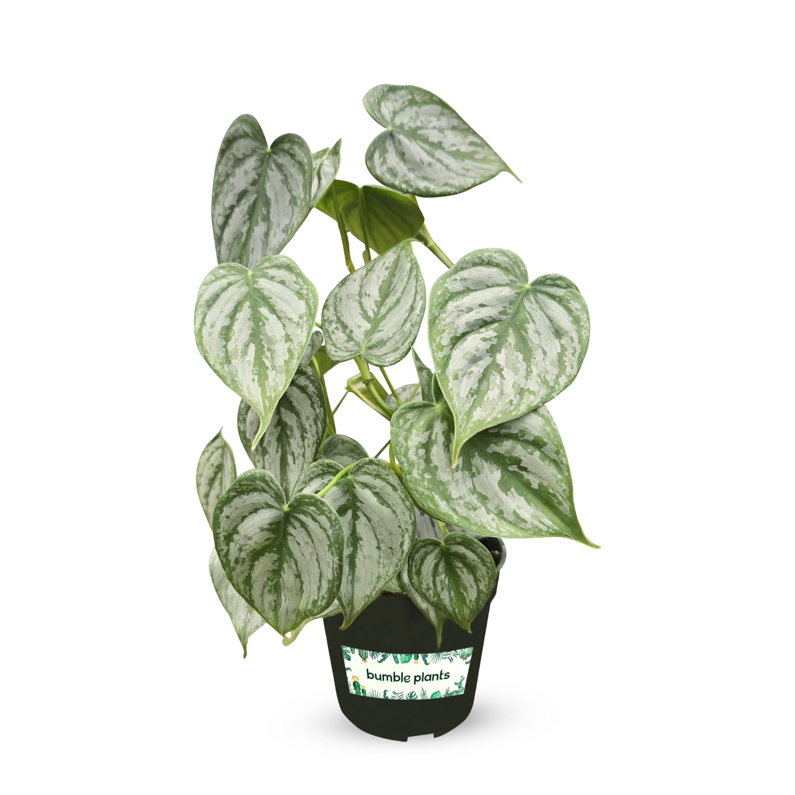 Bumble Plants Philodendron Brandi