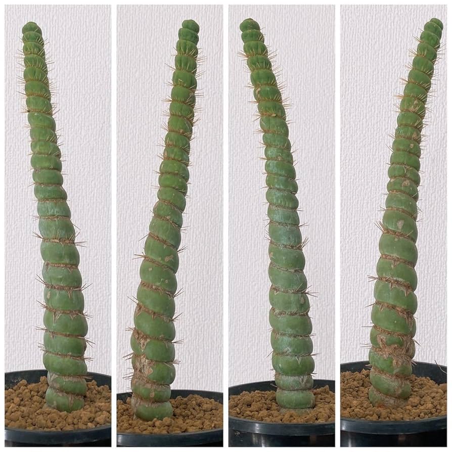 Amazon.co.jp: 高さ約 22cm！レア！多肉植物 サボテン