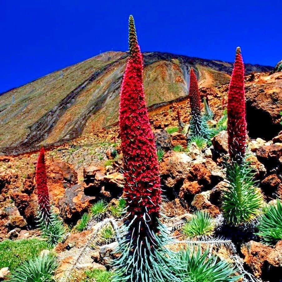 Miniatura 2 de 20 semillas de torre de joyas  Planta Echium Wildpretii  Semillas de flor de colibrí rojo