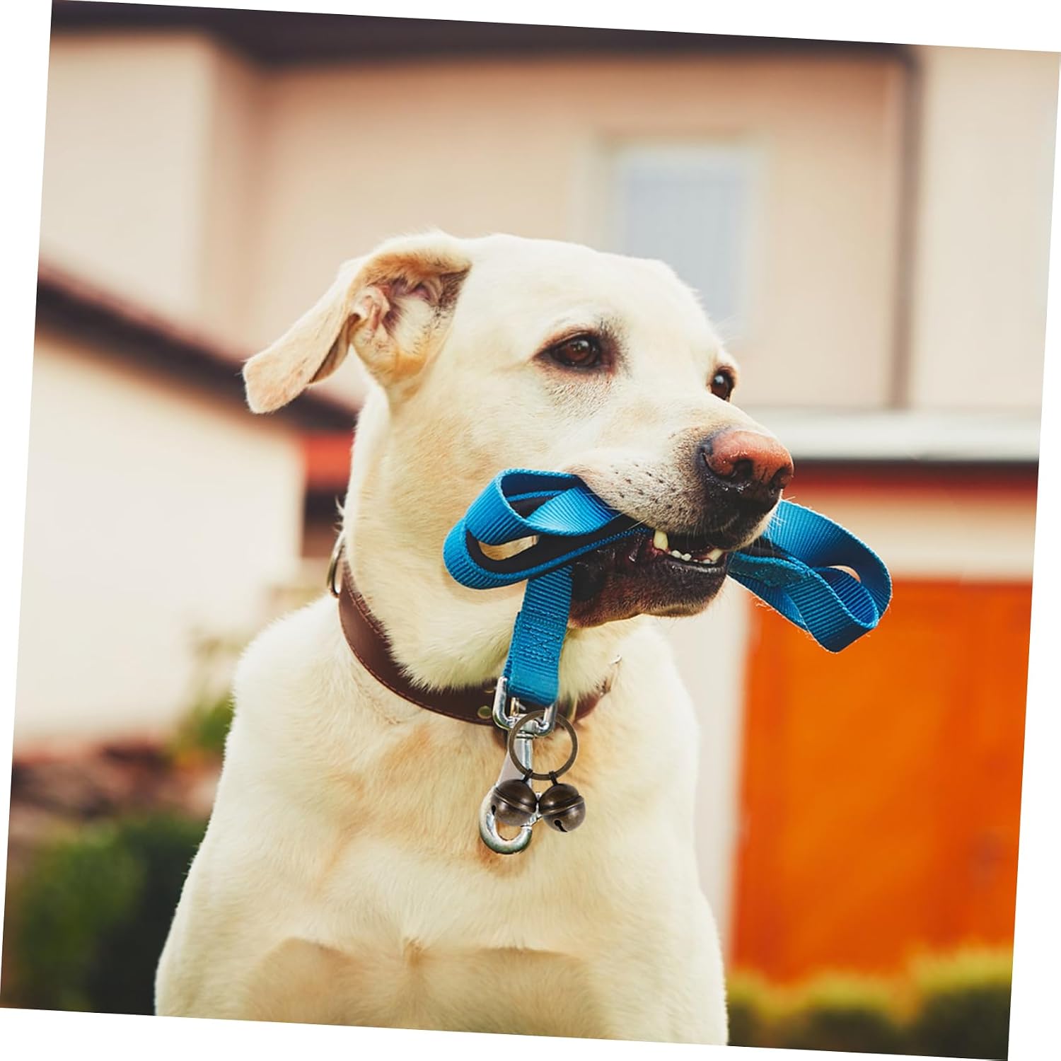 Toyvian 1set Elegant Pet Collar Bells Stylish Multi-function Metal Bells for Cats and Dogs Lightweight Compact Design Accessory for Pet Supplies