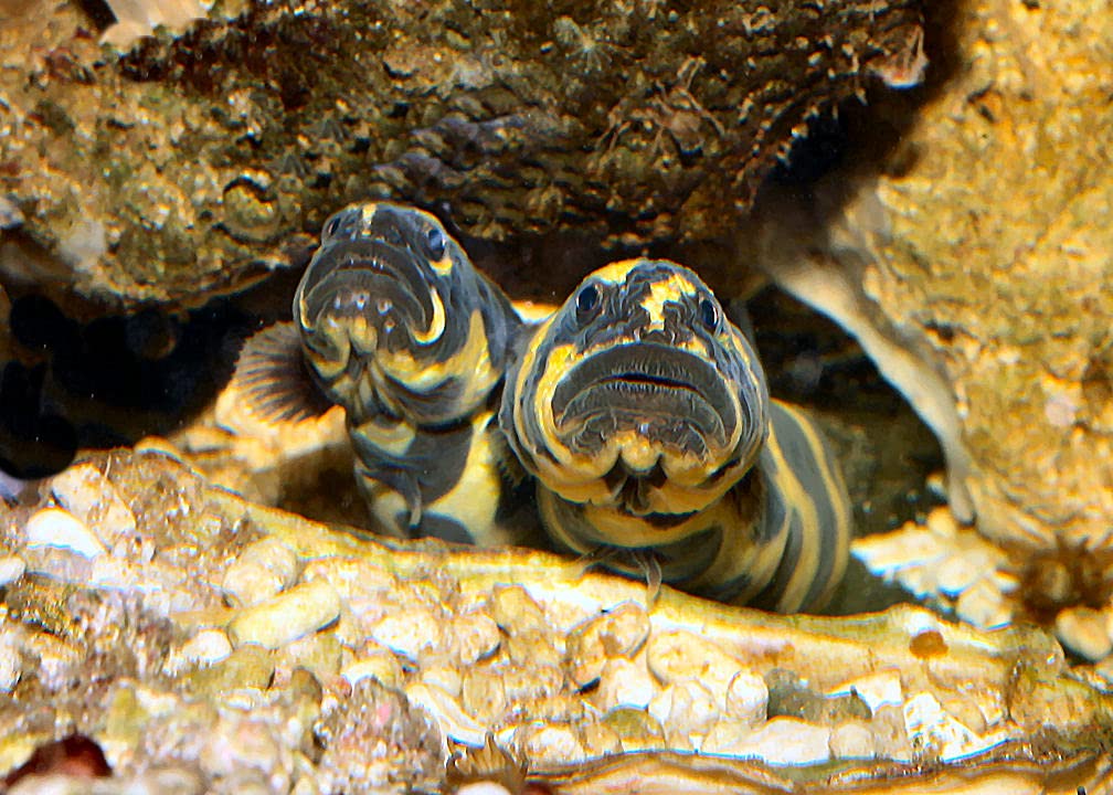 Bilder und Geschichten aus der Meeresaquaristik
