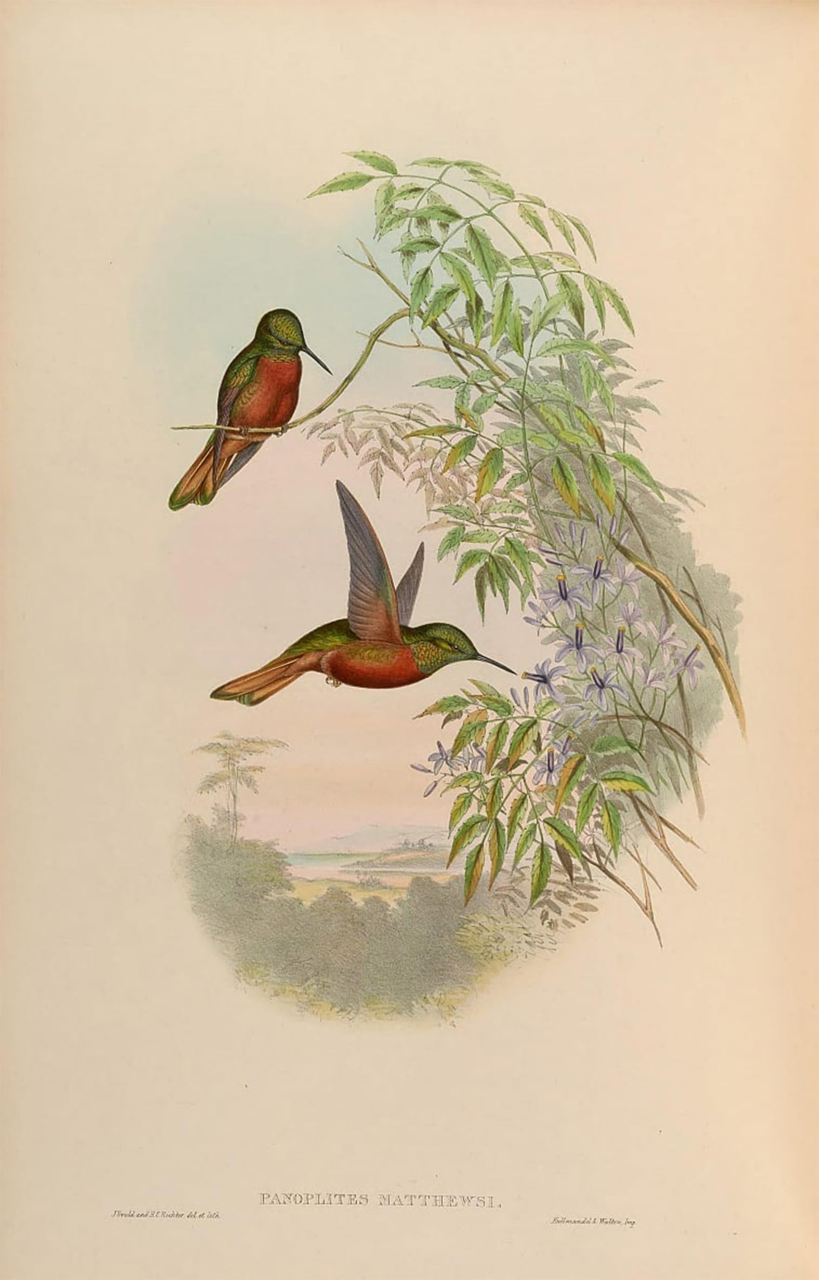 ARTXLXXBN Famous Painting Canvas Artwork Graffiti Print Animal Bird Panoplites Matthewsii Boissonneaua Matthewsii by John Gould Portrait Canvas Image for Home Decor 60x90cm