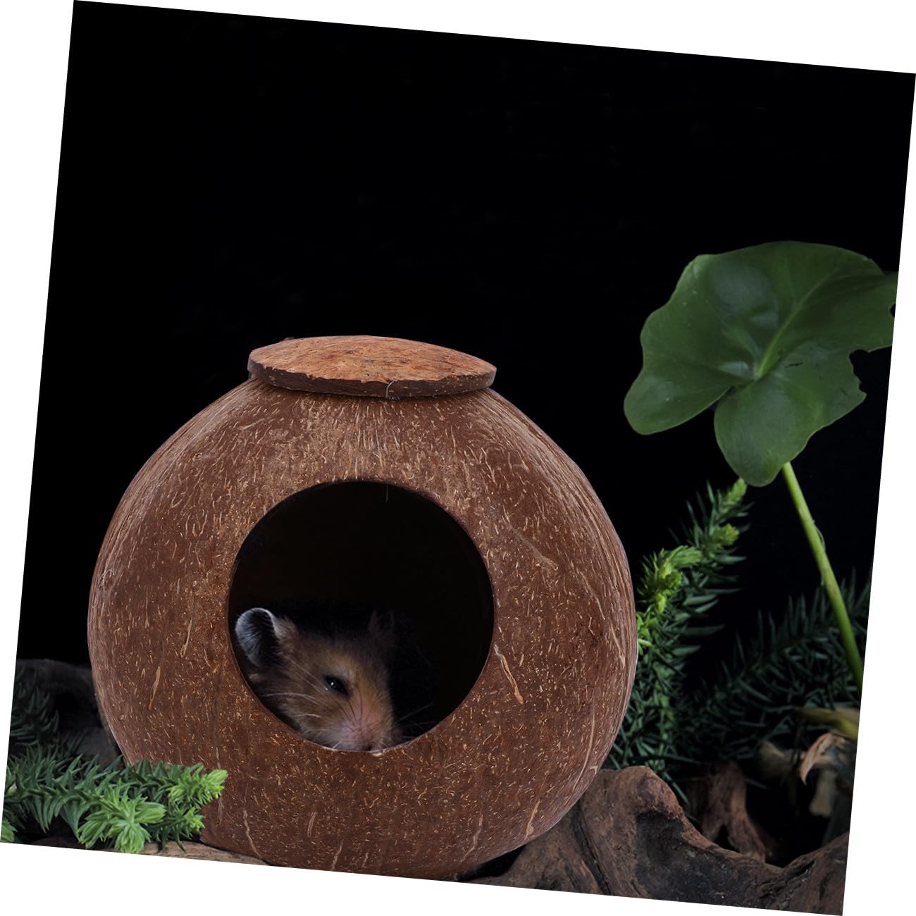 POPETPOP 2stücke Poliertes Kokosnussschalen-Nest Für Haustiere Geeignet Für Vögel Hamster Und Eichhörnchen Langlebiges Natürliches Design Mit Basis Für Gemütliche Umgebung