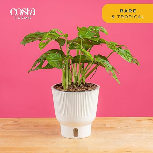 Miniatura 3 de Costa Farms - Planta de interior viva Monstera pequeña, fácil de cultivar, en maceta de jardín, con tierra para macetas, regalo de inauguración