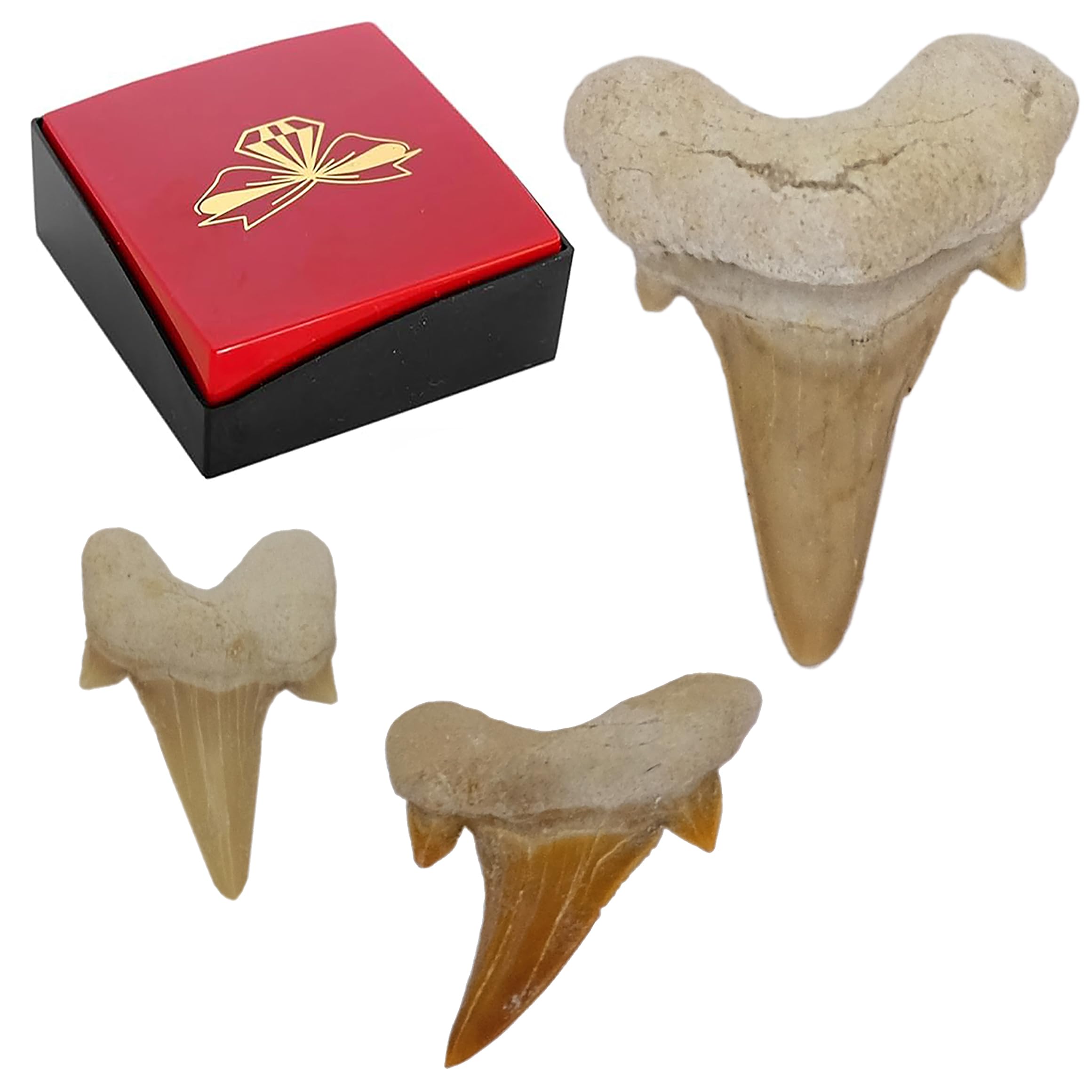 Idée cadeau – Fossiles préhistoriques fossilisés : dents de requin naturelles non traitées XXL (Lot de 3 pièces), 3 Stück, Pierre