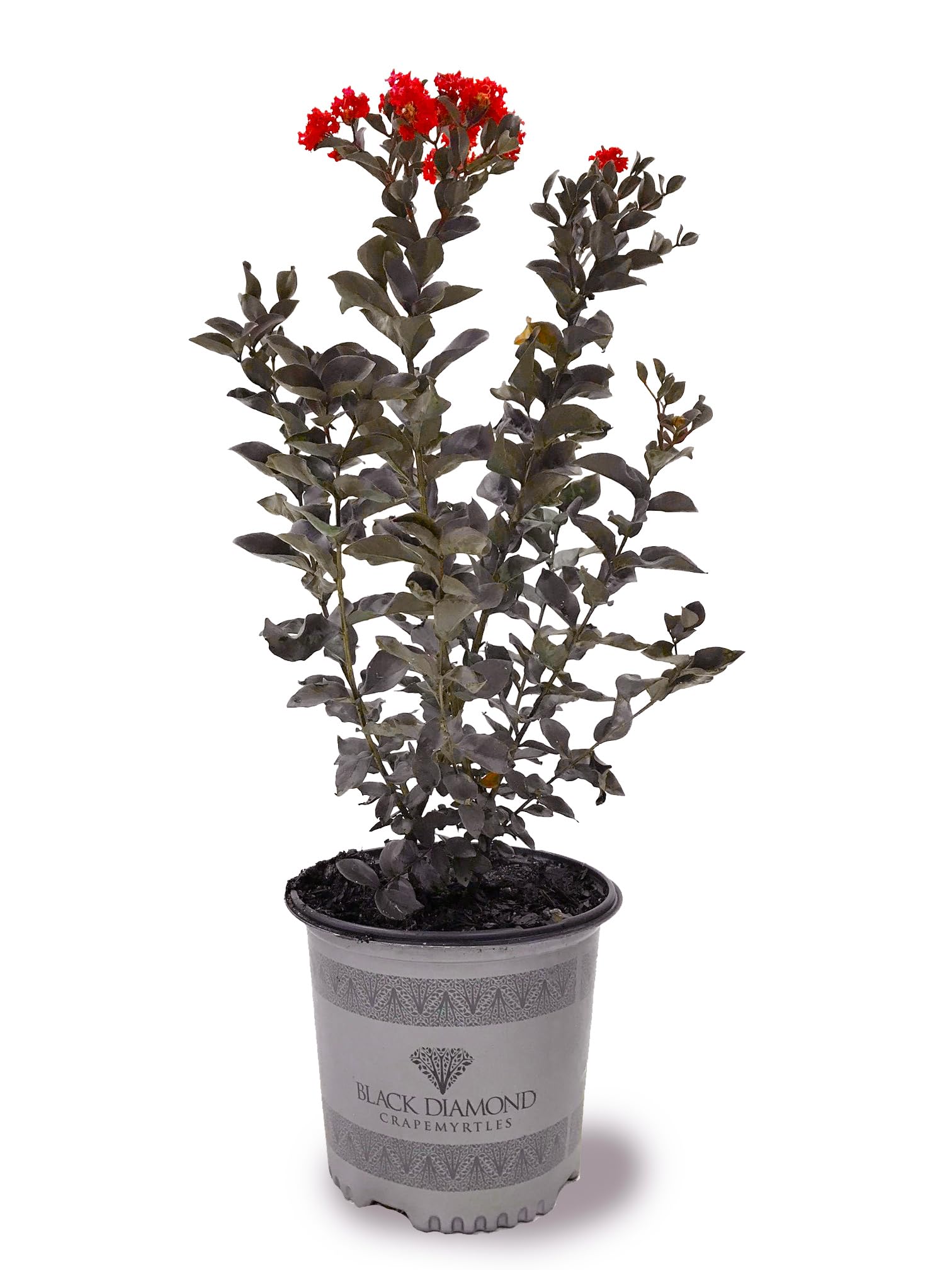 American Plant Exchange Black Diamond Red Hot Crape Myrtle