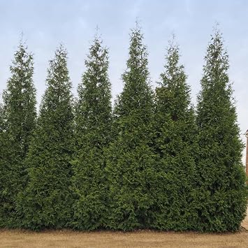 Brighter Blooms Junior Giant Thuja Tree, 2-3 ft.