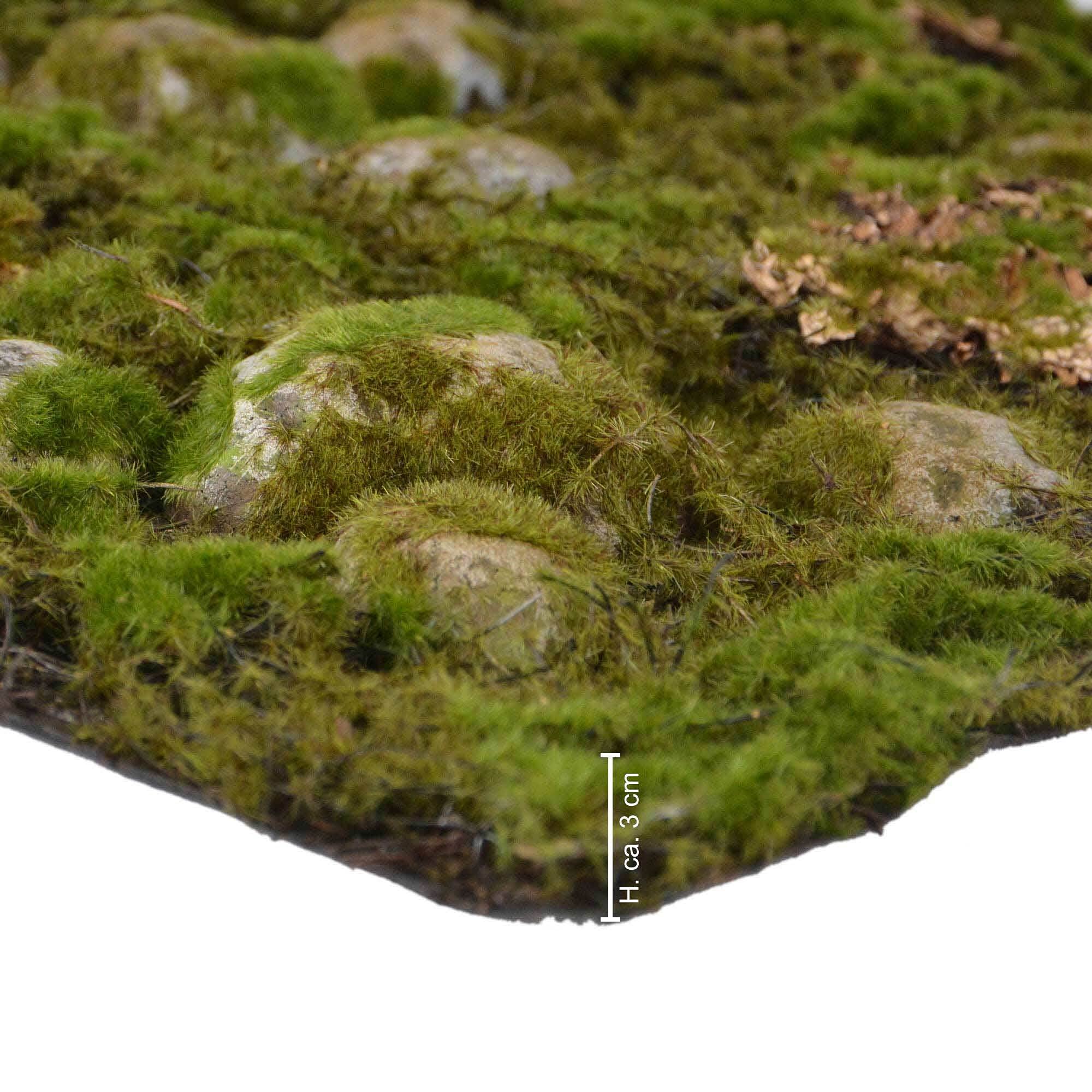 REPITERRA Terrario pareti posteriori design diverso foresta piccolo