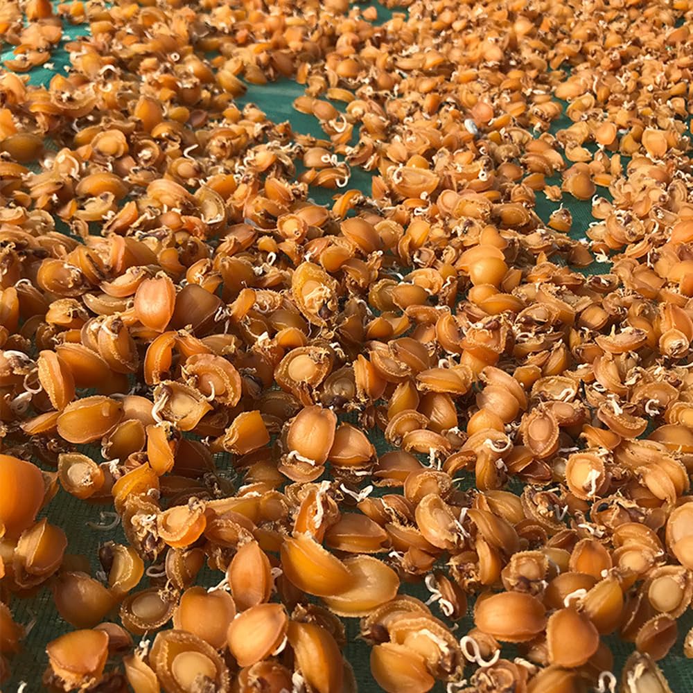 Amazon.com: Dried Abalone (100 g) : Grocery & Gourmet Food