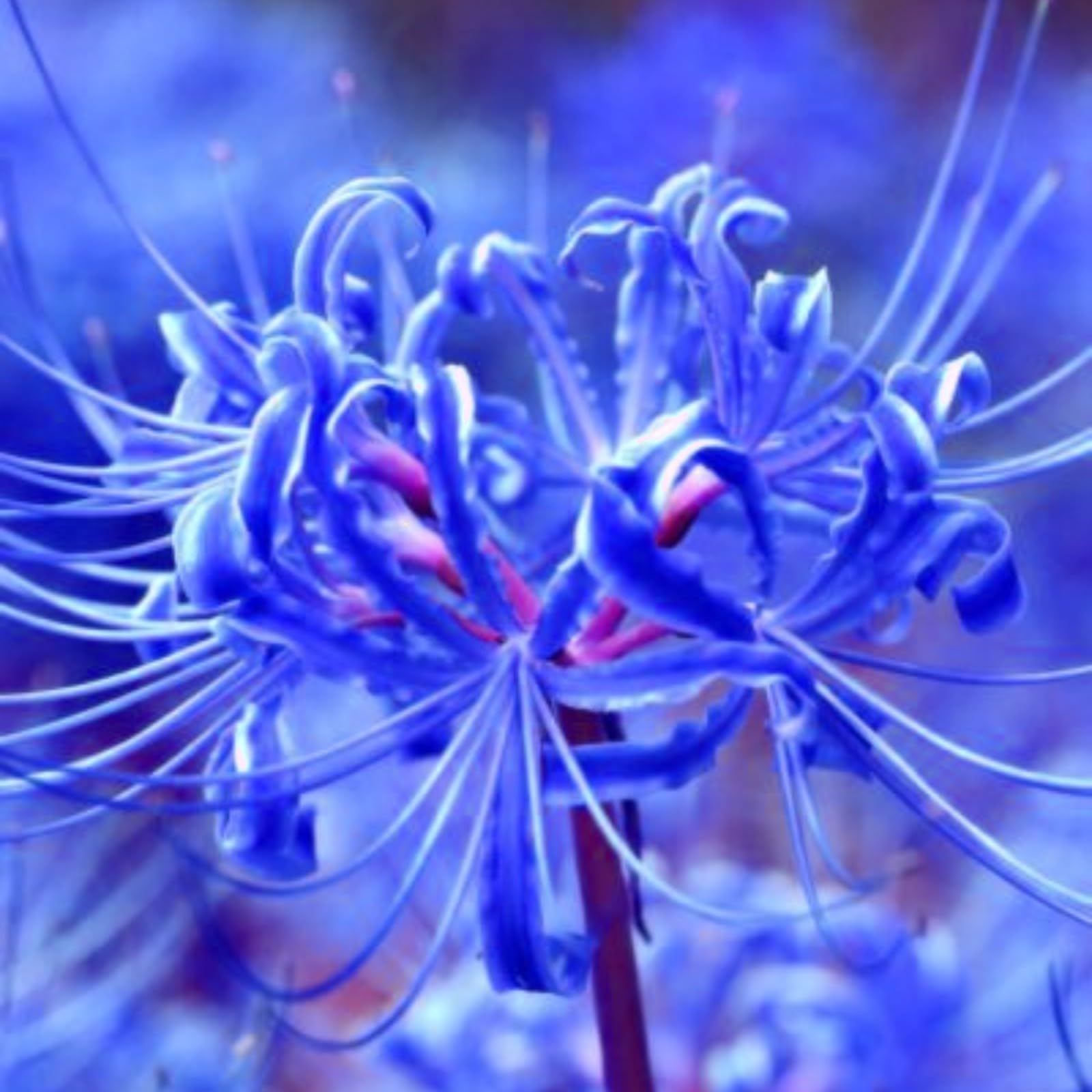 Iridescent,Perennial,Hardy,Gorgeous Spider Lily Bulbs Mix UK,Good for Containers,Flowering Rhizome,Excellent Display,Balcony Garden Bulbs.-10bulbs-N