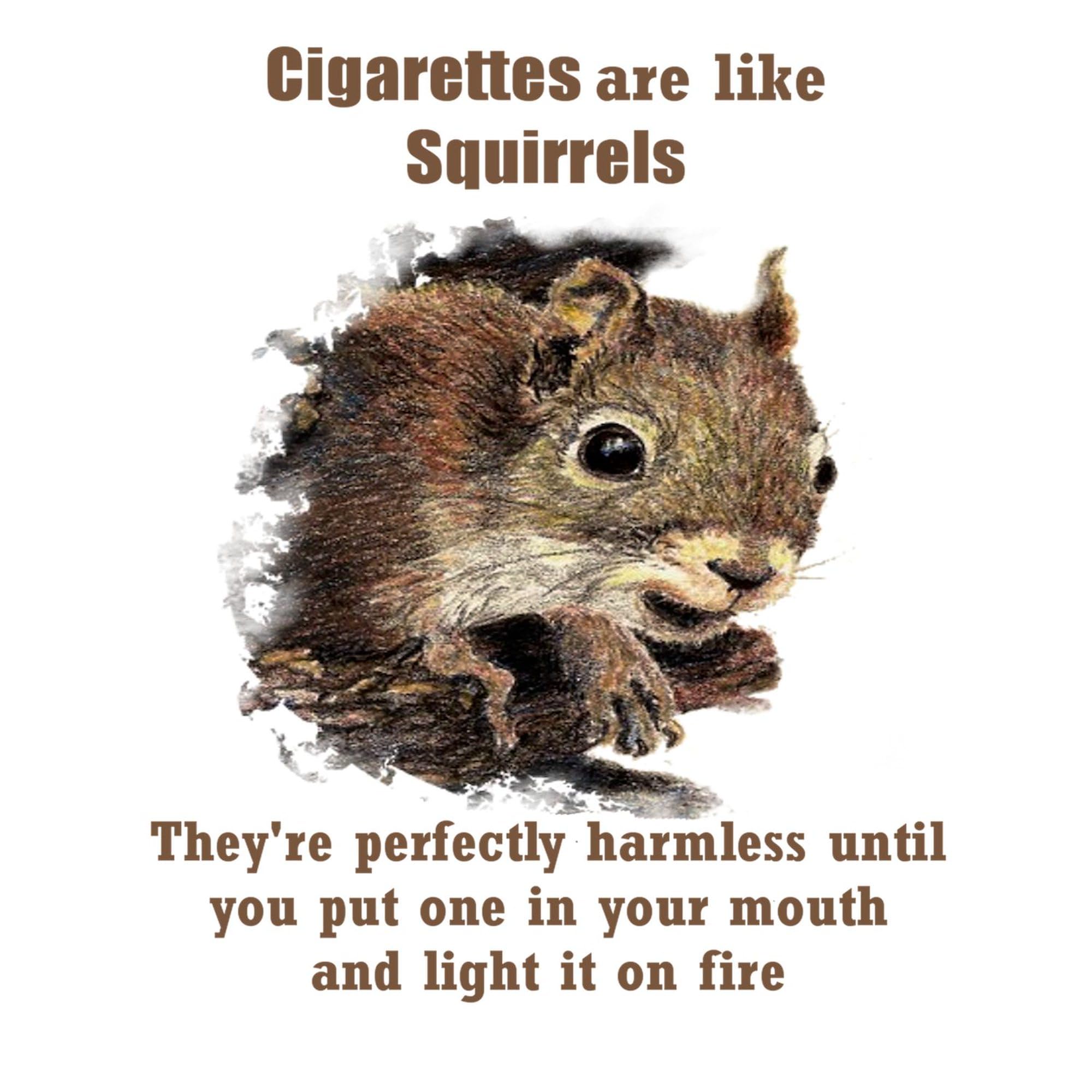 Amazon.com: CafePress Cigarettes Quote Fun Squirrel Magnets Rectangle  Magnet, 3