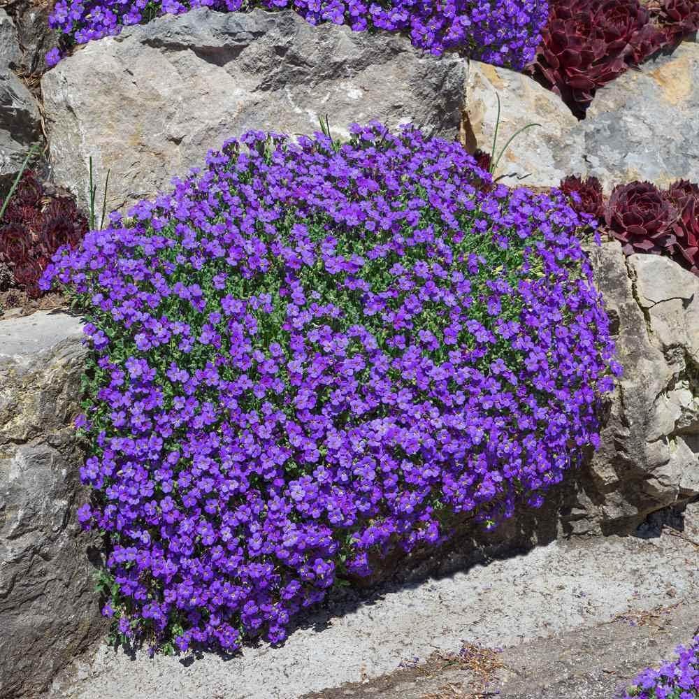 Aubrieta Seeds - Purple Rock Cress Flowers -2
