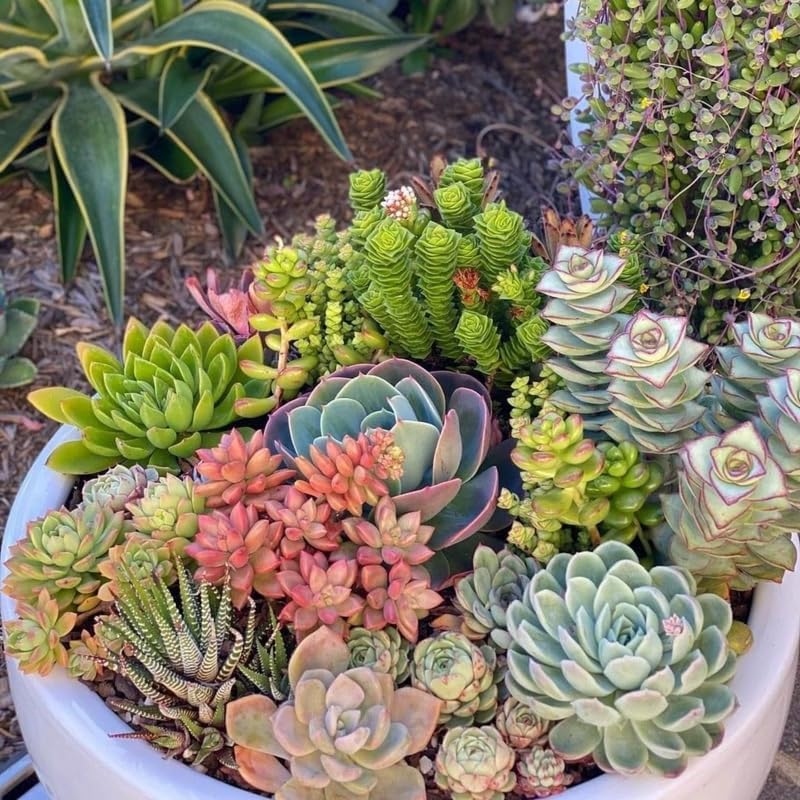 Miniatura 5 de Paquete de 5 plantas suculentas coloridas, maceta de 2 pulgadas, plantas suculentas surtidas vivas para el hogar, oficina, regalos