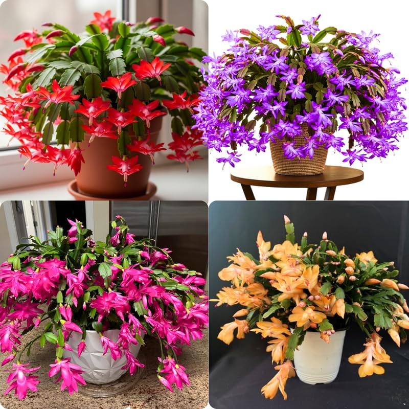 Miniatura 2 de Verdadera planta de cactus de Acción de Gracias viva en maceta de 4 pulgadas, lista para florecer, plantas de cactus de Navidad en vivo, flores