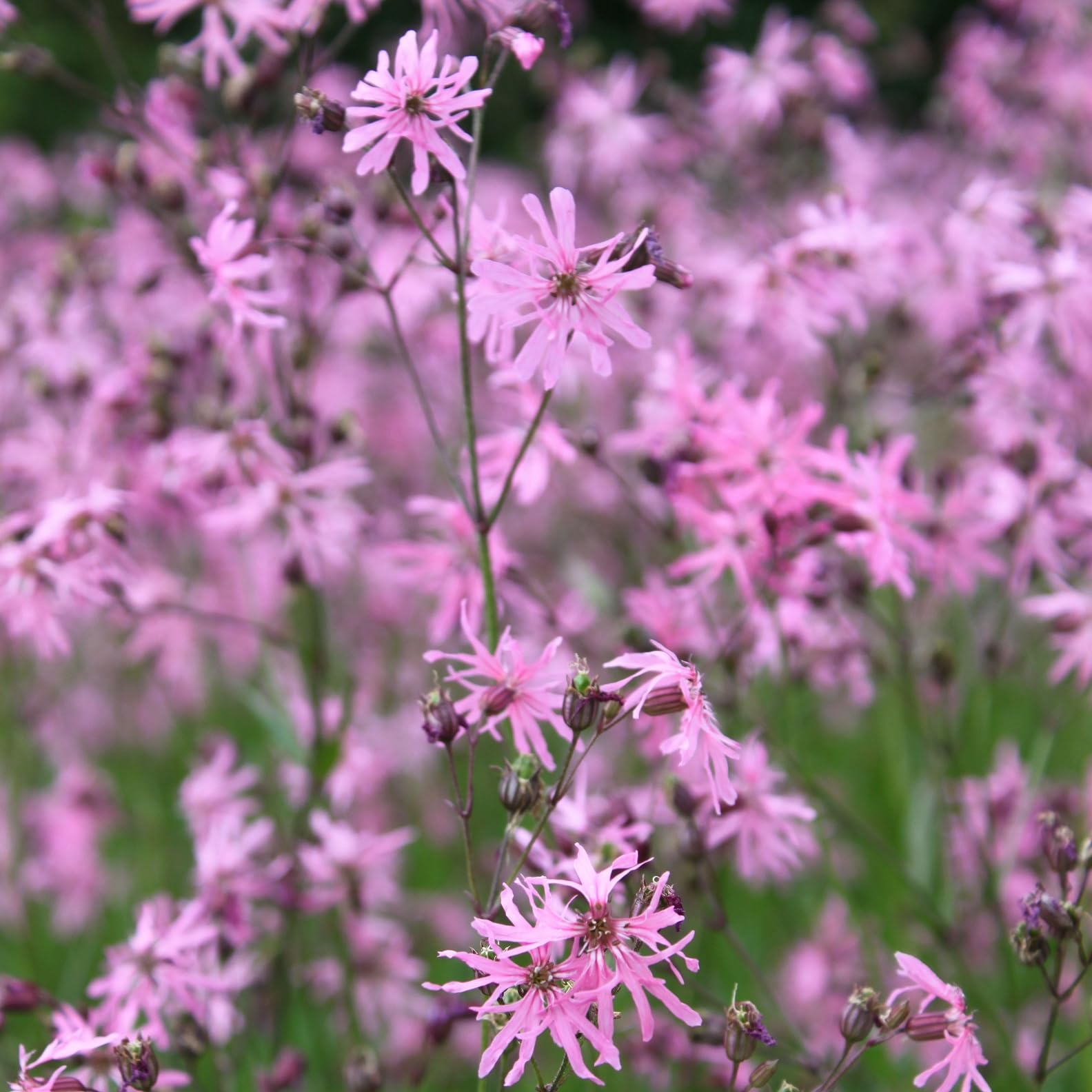 FROG-ISLAND violettrosa- SCHWIMMINSEL inklusive Pflanzen - REIHERSCHUTZ - 4er-Mix mit Pflanzinsel - QUALITÄTSSTAUDEN im Pflanzkorb - Frosch-Insel für Gartenteich