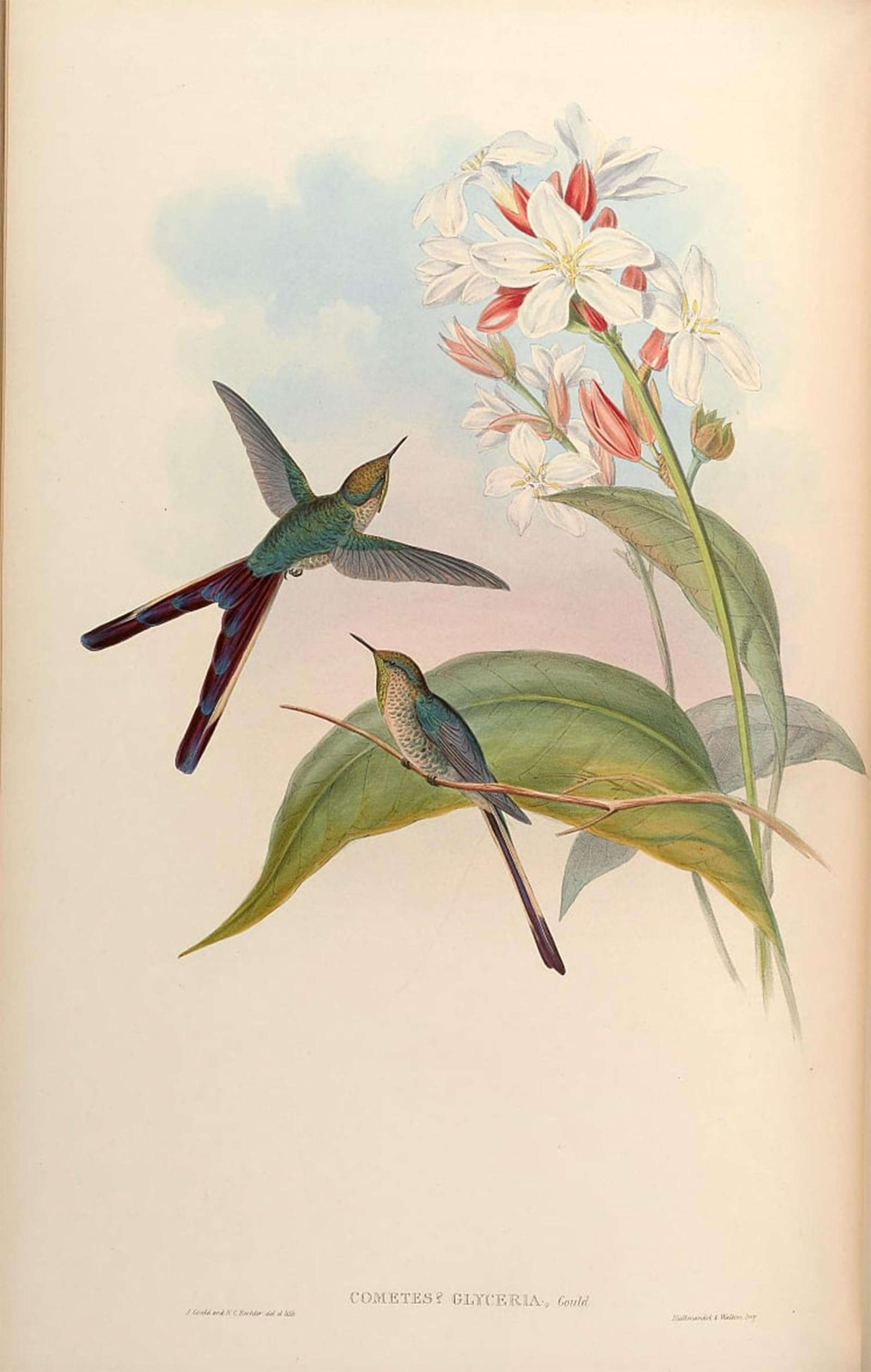 POSTERIIk Famous Print Pop Art Wall Art Graffiti Animal Bird Cometes Glyceriae Lesbia Victoriae X Ramphomicron Microrhynchus by John Gould Art Prints for Home Decor 60x90cm
