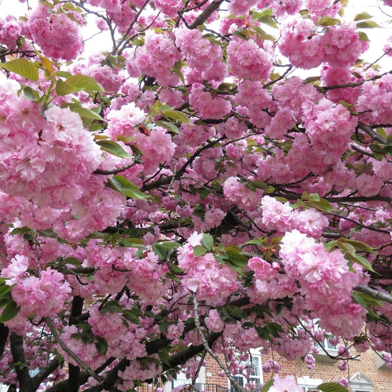 Double Pink Cherry Blossom Tree Live Plant 2-3 Ft, Flowering Cherry Tree for Outdoor Garden, Ornamental Vibrant Bloom Tree for Yard, Landscape or Garden Planting, 3 Gallon Pot, No Ship to CA
