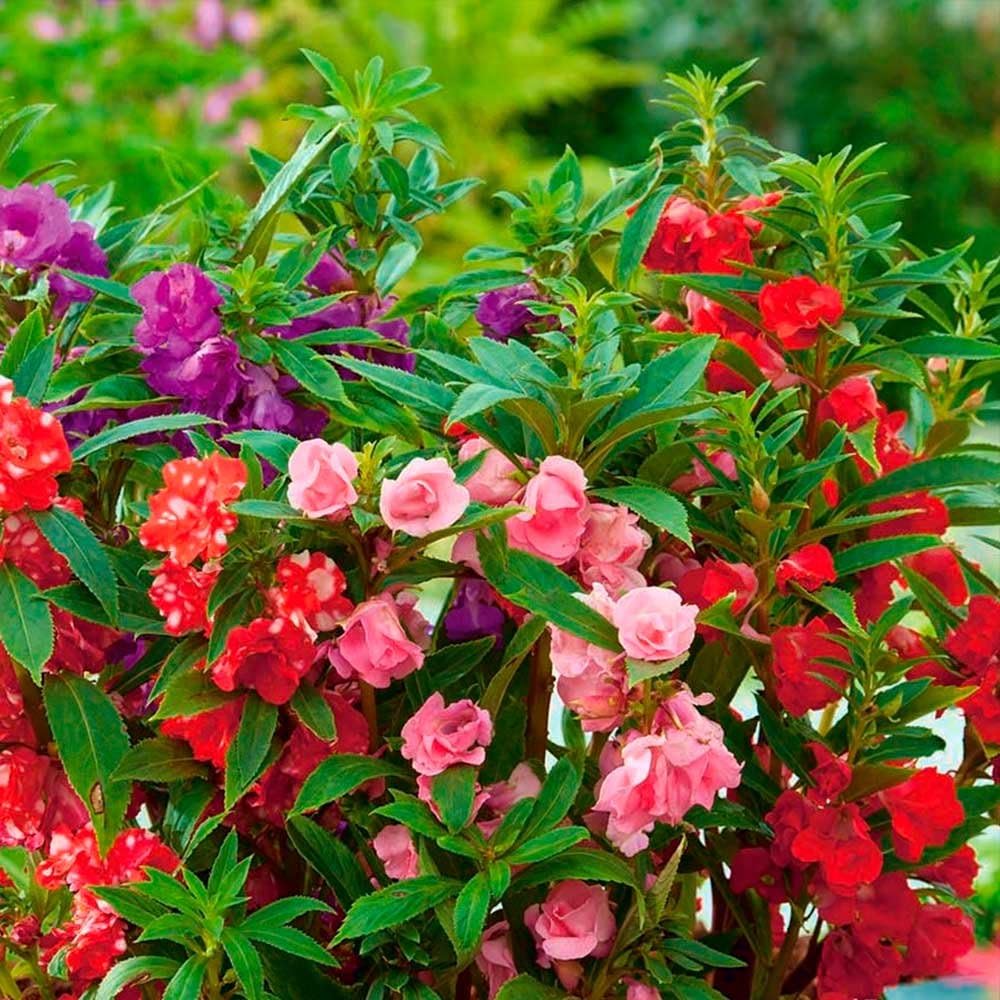 Semillas Balsam Camellia Flowered Mix - Impatiens balsamina - Flores anuales para plantar - Sin OGM 4