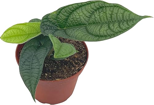 Miniatura 7 de BubbleBlooms Harmony's Piper Parmatum 4 pulgadas, Peperomia rara