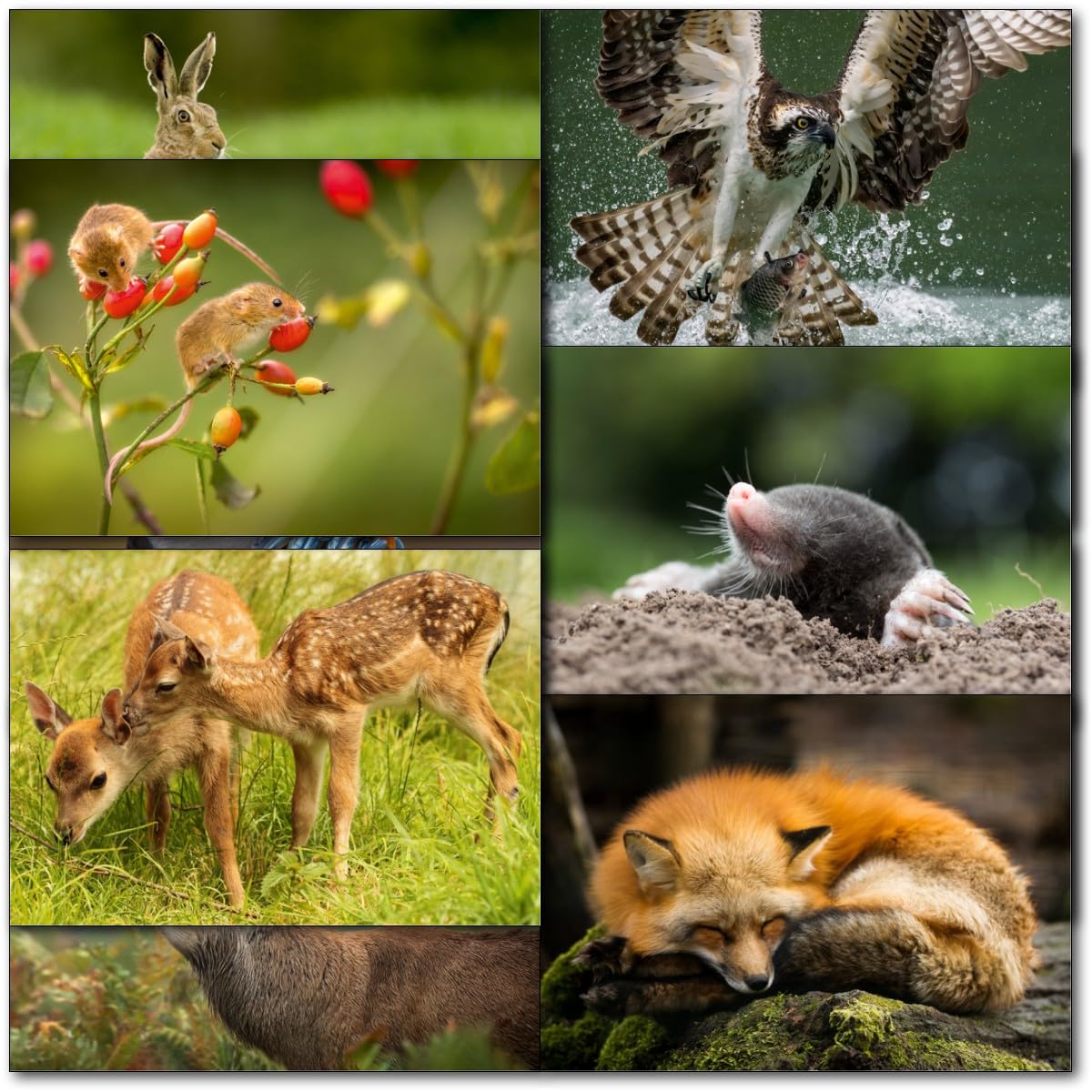 Doodlecards Pack Of 10 UK Wildlife Blank Cards Animals Birds Deer