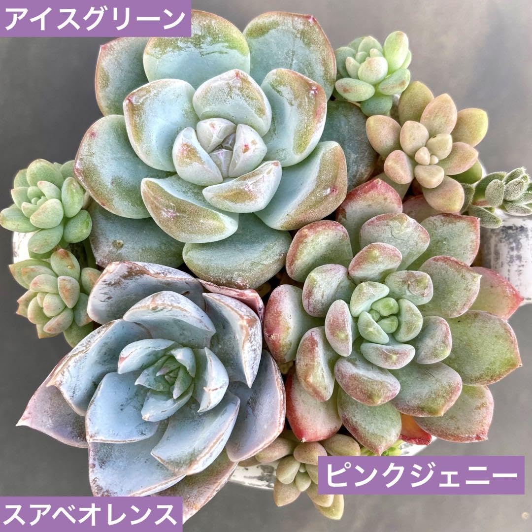 Amazon.co.jp: 多肉植物 カット苗セット ピンクジェニー