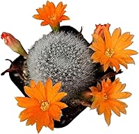 Vista 2 de Plantas de cactus vivos para decoración de oficina en casa (maceta de 2 pulgadas, cactus azul peludo)