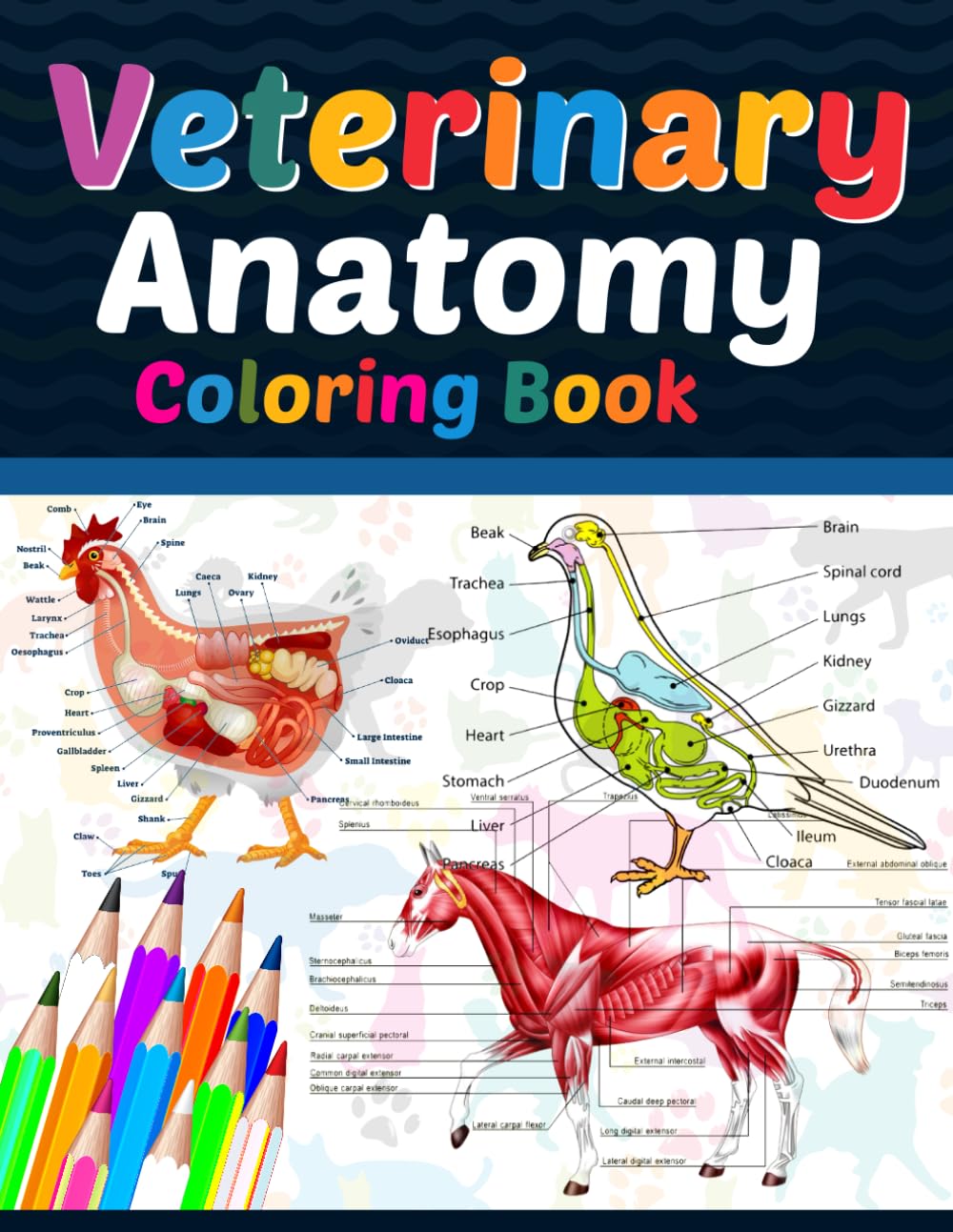 Amazon.com: Veterinary Anatomy Coloring Book: Veterinary Anatomy ...