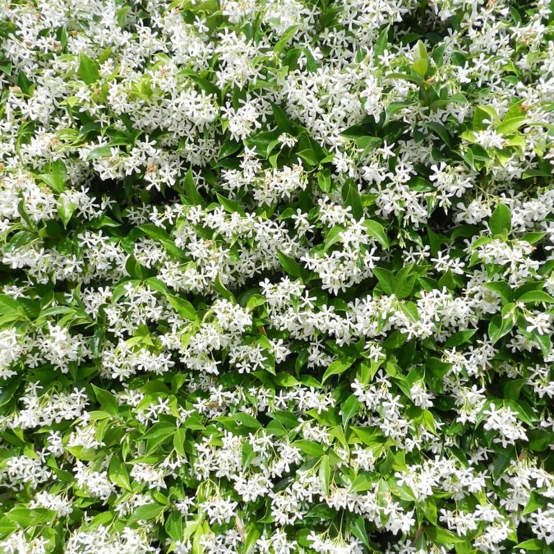 2 Jasmine Plants Live, Confederate Star Jasmine Tree Live Plant Plugs Size, Fragrant White Flower, 2-3 Inches in Tall, No Pot, Fast-Growing