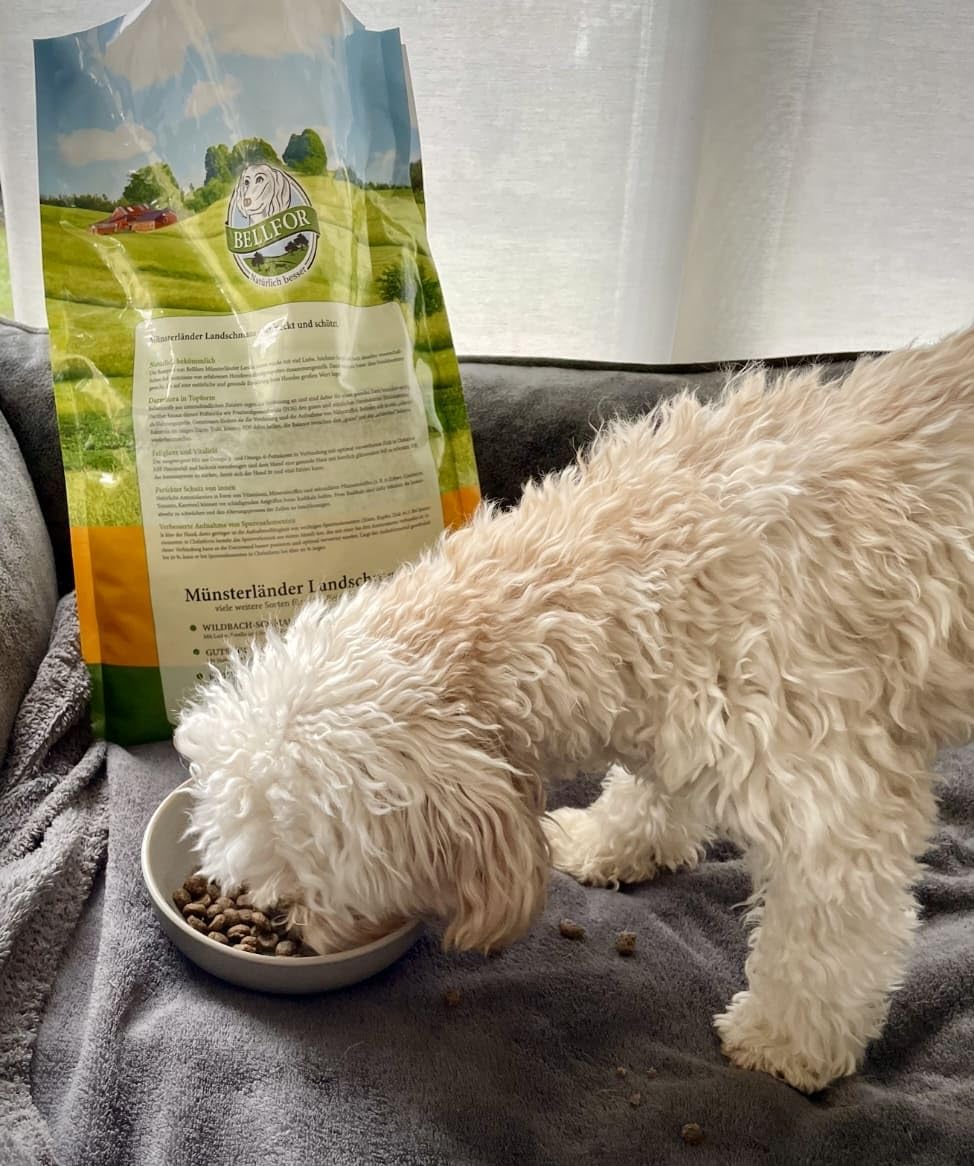 Comida seca para cachorros - Landgut-Schmaus Junior de Bellfor Comida seca para perros sin cereales con proteína de insectos para perros jóvenes. Comida hipoalergénica para perros. (7,5)