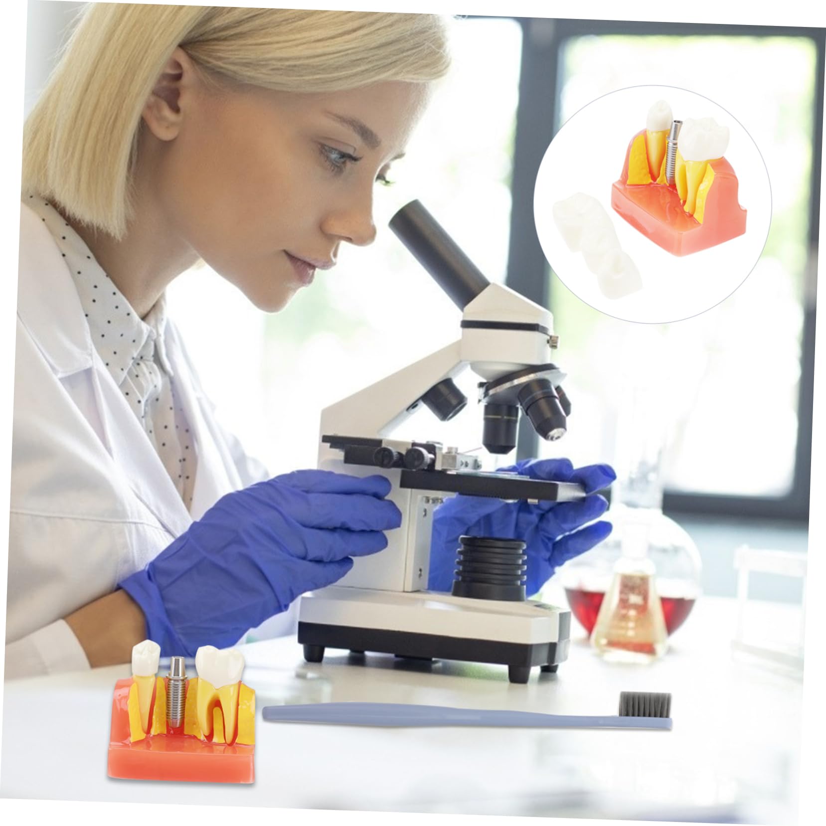 1pezzi Modello di Denti con Denti Rimovibili Strumento Didattico per Insegnamento e Studio Odontoiatrico Modello di Impianto e Protesi Fissa Incluso