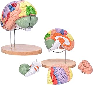 Human Regional Brain Model 4 Parts Human Brain Model with 50 Markers Cerebral Cortex Nerve for Learning Science Classroom Study Display Medical Model