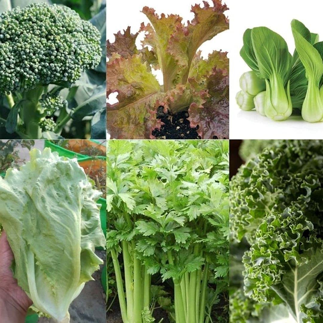 Seed Basket Exotic vegetable seeds kit With Instruction Manual- (Pack of 6 )- 3000+ seeds With More than 70% Germination) And Instruction Manual