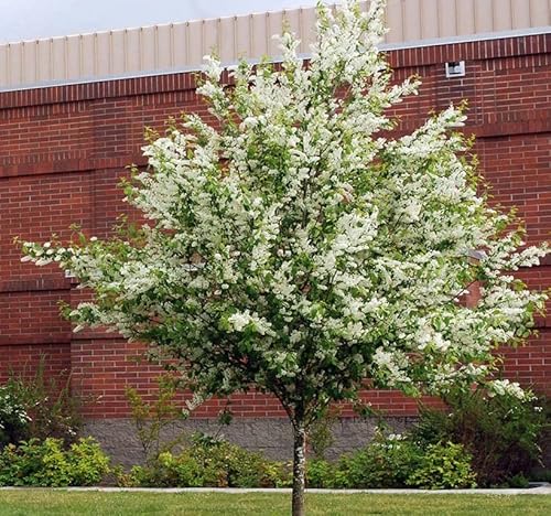Prunus Padus (European Bird Cherry) Tree Seed, Fragrant White Flowers, Red To Black Fruits, You Choose The Quantity (1 Pack) #TOP2