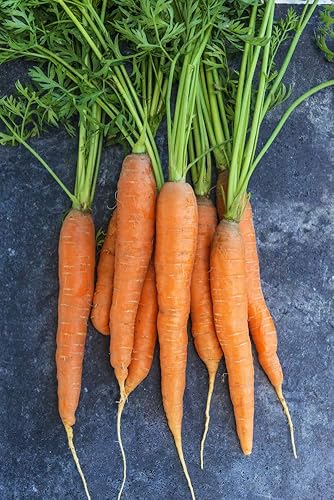 Miniatura 3 de Zanahoria Napoli Hybrid Pkt - Aprox. 500 semillas por paquete