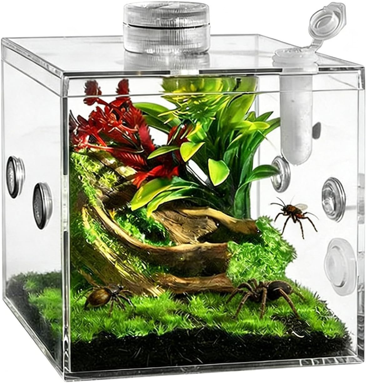 Small Reptile Enclosure | Clear Pet Breeding Box - Praying Mantis Enclosure - for Snail Mantis Lizard Small Animal Praying Home Indoor