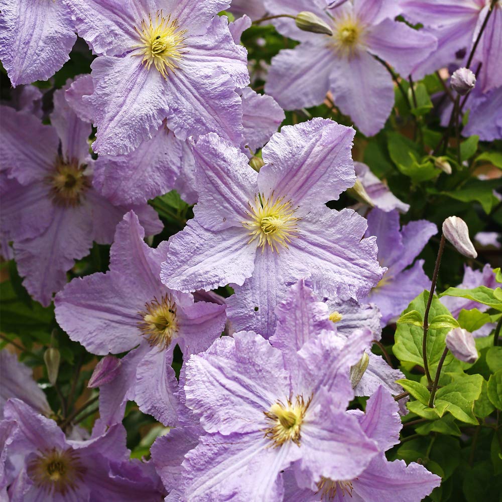 Thompson & Morgan Hardy Perennial Clematis ‘Blekitny Aniol’ Flowering Climber, Potted Garden Plants Ideal for Cottage Gardens, Walls, Fences, Patio and Containers (2 x 3 Litre Pot)