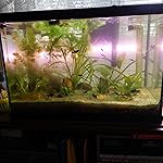 Review Image by Roger Roger