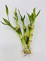 Vista 1 de 5 tallos de bambú de la suerte recto de 4 pulgadas de Jmbamboo