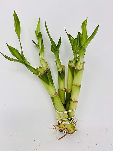 5 tallos de bambú de la suerte recto de 4 pulgadas de Jmbamboo
