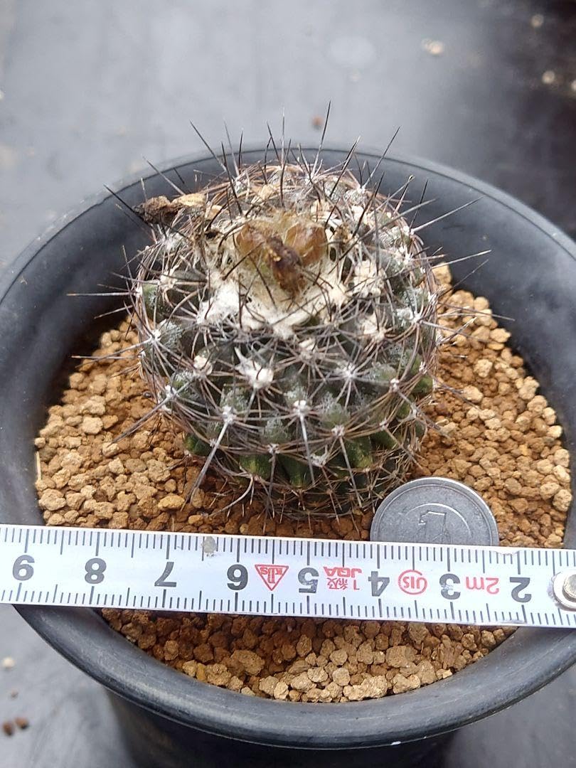 サボテン　コピアポア　虎黒王　実生　※鉢のまま発送 Amazon.co.jp: サボテン コピアポア 虎黒王 実生 : ホーム＆キッチン