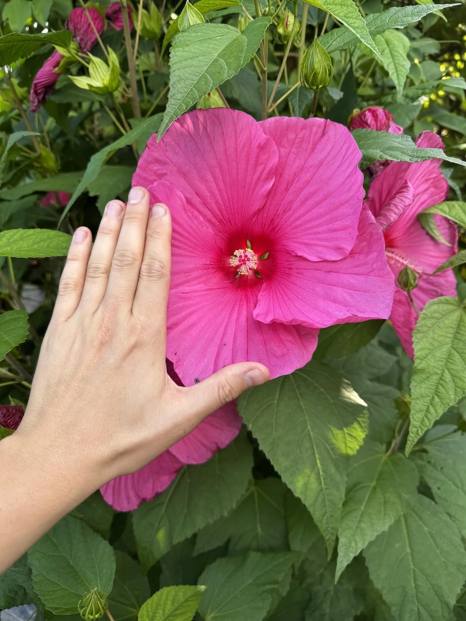 Hibiscus moscheutos Planet Griotte 9cm Potted Plant Perennial