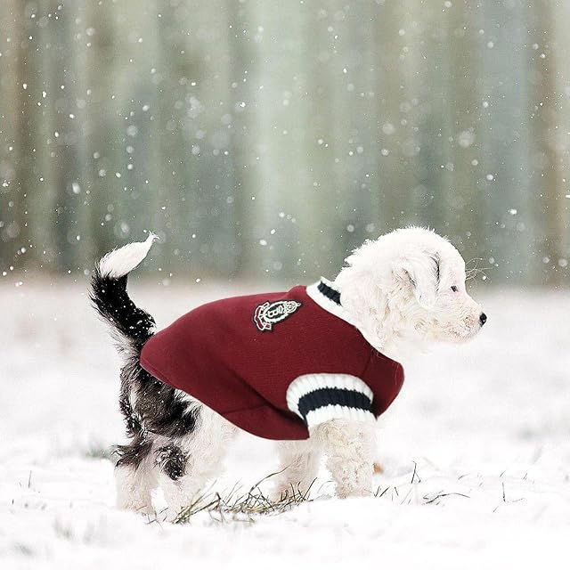 Foto 3 de 8 de huiba Suéter para perros - Suéter de punto suave para mascotas con cuello en V
