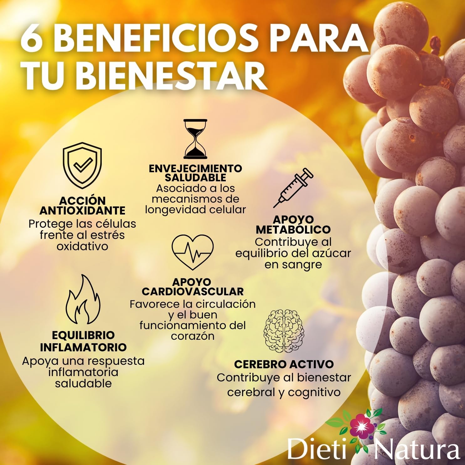 Dieti Natura Trans-Resveratrol 360 Cápsulas de Origen Vegetal - Resveratrol Antioxidante y Antiedad - Extraído de la Piel de Uvas Rojas con Polifenoles Naturales - Antioxidante Potente