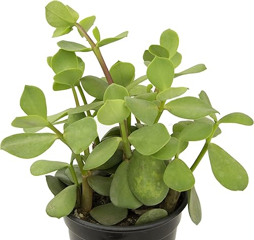 Miniatura 7 de Portulacaria Afra de 1 cuarto de galón, 4 unidades, plantas suculentas vivas, plantas de interior, plantas de interior Bonsái vivas, plantas de jade