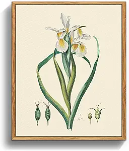 crmotu Botanical Framed Wall Art, Iris Floral Canvas Art Wall Decor, Nature Plant Aesthetic Vintage Prints, Minimalist Still Life Bathroom Bedroom Home Office Kitchen Decorations Artwork, 8x10inch