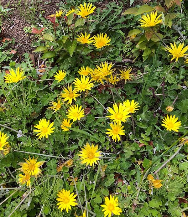 半額sale アークトセカ 3 5号ポット24株セット タンポポのような可憐な花 グランドカバーに適した丈夫な多年草 Rachelbaptista Com Br